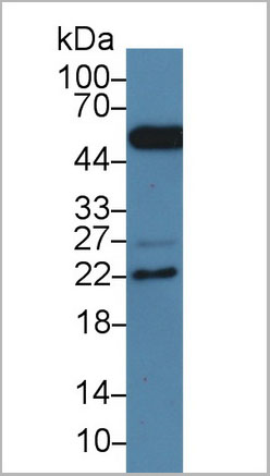 product-image-AAA21235_WB7.jpg
