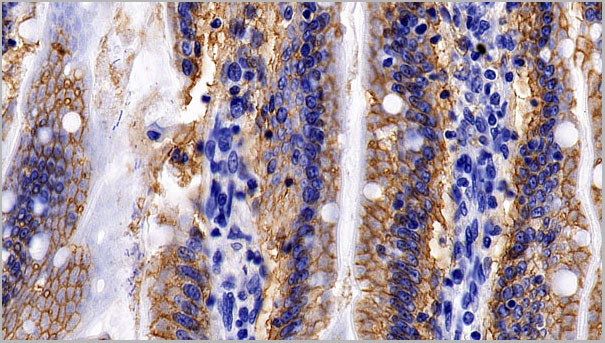 product-image-AAA21236_IHC6.jpg