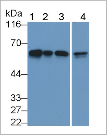 product-image-AAA21237_WB6.jpg