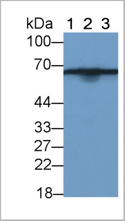 product-image-AAA21237_WB7.jpg