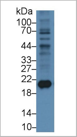 product-image-AAA21239_WB4.jpg