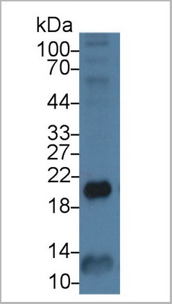 product-image-AAA21239_WB5.jpg