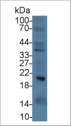 product-image-AAA21239_WB6.jpg