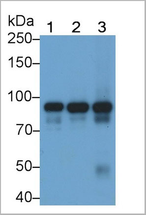 product-image-AAA21242_WB8.jpg