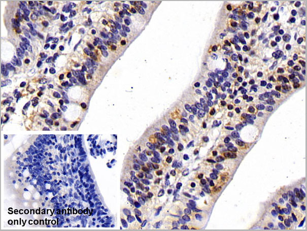 product-image-AAA21245_IHC5.jpg