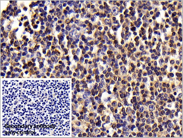 product-image-AAA21245_IHC6.jpg