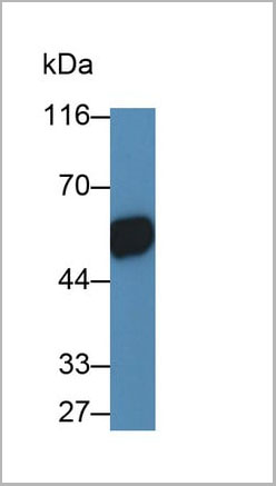 product-image-AAA21245_WB7.jpg