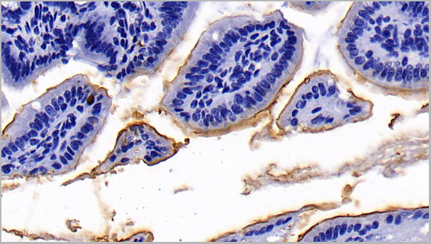 product-image-AAA21246_IHC2.jpg