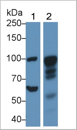 product-image-AAA21246_WB8.jpg