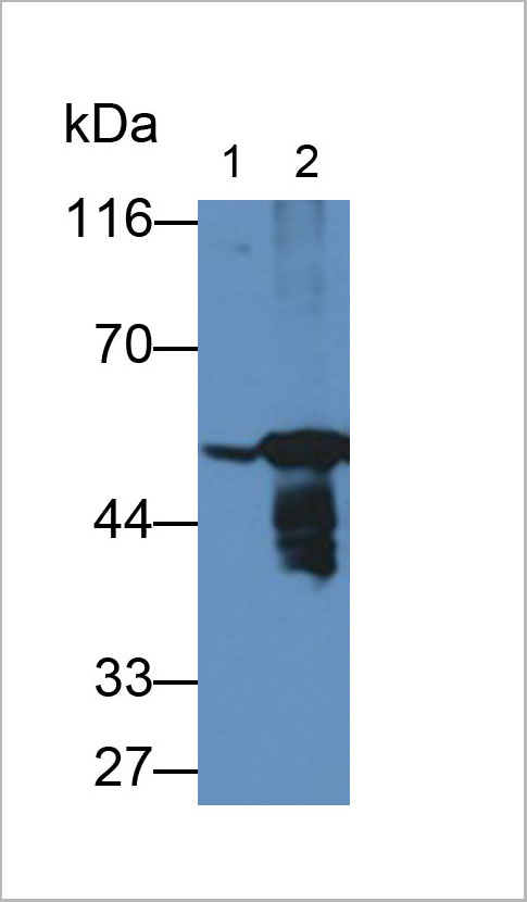 product-image-AAA21249_WB8.jpg
