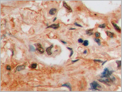product-image-AAA21250_IHC3.jpg