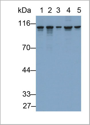 product-image-AAA21253_WB8.jpg