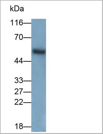 product-image-AAA21254_WB6.jpg
