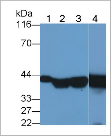 product-image-AAA21261_WB7.jpg