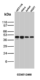 product-image-AAA214568_WB.png