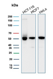 product-image-AAA214568_WB2.png