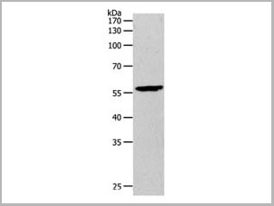 product-image-AAA21997_WB.jpg