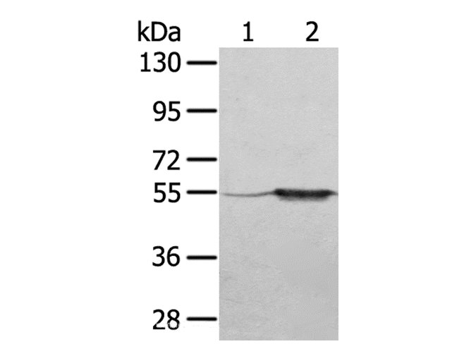 product-image-AAA21998_WB.png