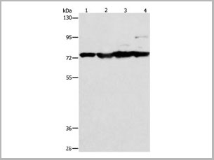 product-image-AAA21999_WB.jpg