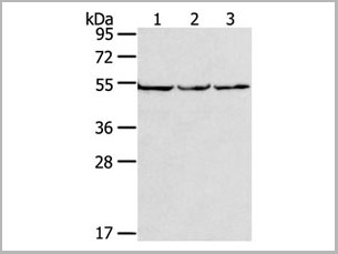 product-image-AAA22002_WB.jpg