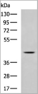 product-image-AAA22005_WB.jpg