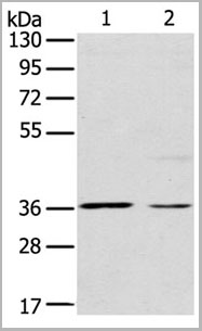 product-image-AAA22005_WB2.jpg