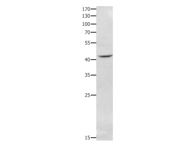 product-image-AAA22008_WB.png