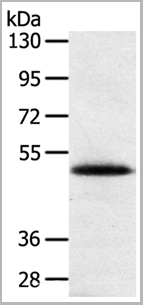 product-image-AAA22010_WB.gif