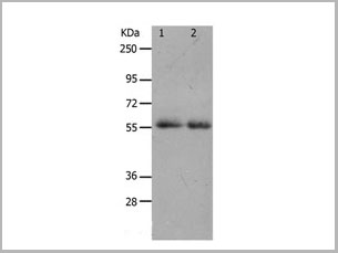 product-image-AAA22011_WB.jpg