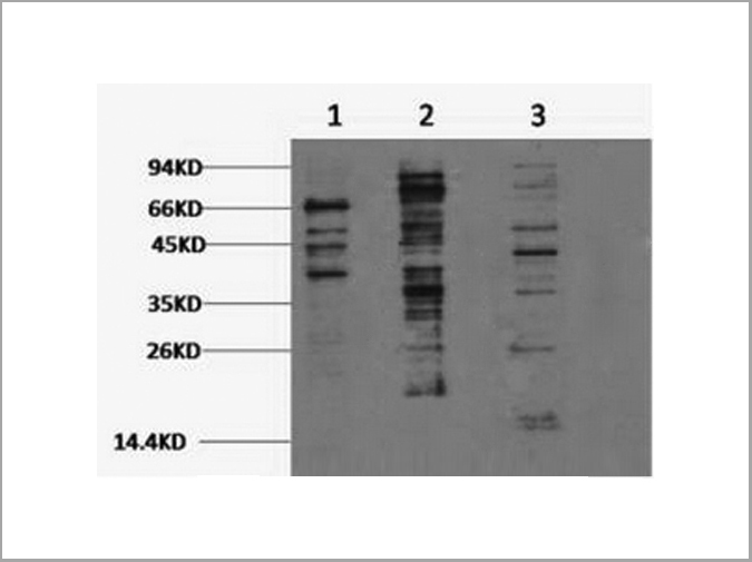 product-image-AAA22056_WB.jpg