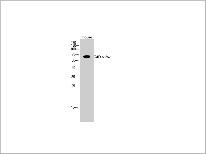 product-image-AAA22057_WB.jpg