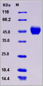 product-image-AAA22093_SDS_PAGE.jpg