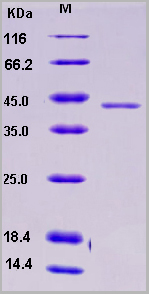product-image-AAA22097_SDS_PAGE.jpg