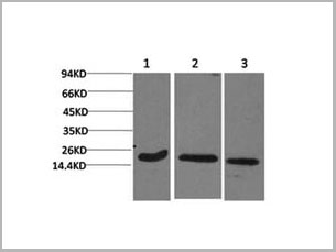 product-image-AAA22114_WB.jpg
