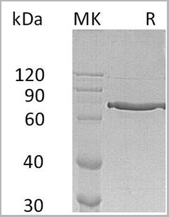 product-image-AAA22116_SDS_PAGE.png