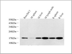 product-image-AAA22122_WB.jpg