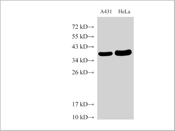 product-image-AAA22142_WB.jpg