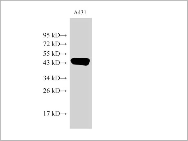 product-image-AAA22143_WB.jpg