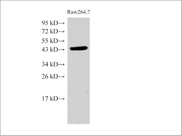 product-image-AAA22143_WB3.jpg