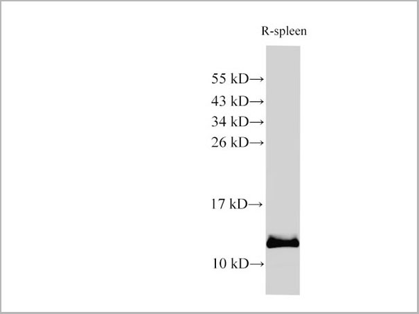 product-image-AAA22145_WB.jpg