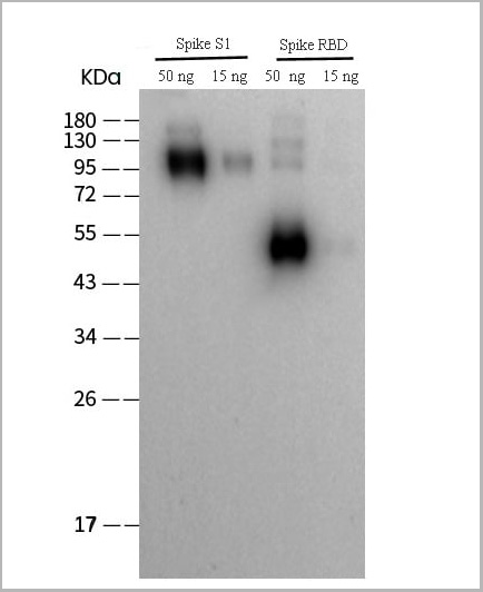 product-image-AAA22151_WB.jpg