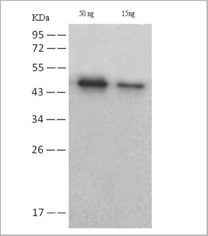 product-image-AAA22153_WB.jpg