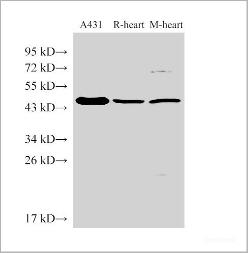 product-image-AAA22172_WB.jpg
