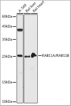 product-image-AAA22272_WB2.jpg