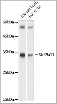 product-image-AAA22273_WB.jpg