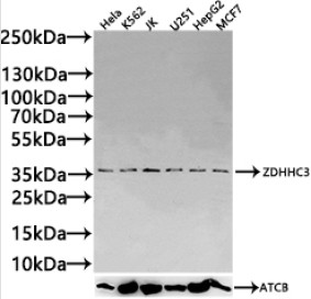 Rabbit Anti-ZDHHC3 Polyclonal Antibody – Cat# AAA230010 – WB (Western Blot)