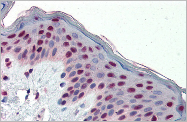 product-image-AAA23383_IHC2.jpg