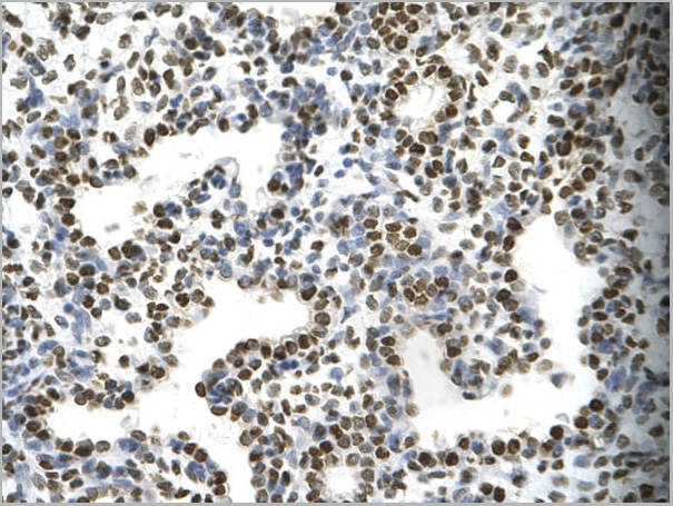 product-image-AAA23383_IHC4.jpg