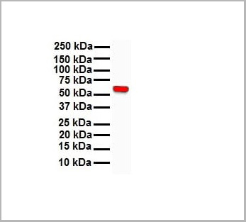 product-image-AAA23385_WB5.jpg