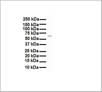 product-image-AAA23385_WB6.jpg